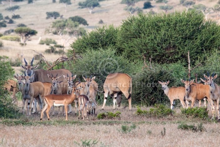 Eland