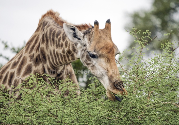 Giraffe Browsning