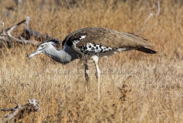 Kori Bustard