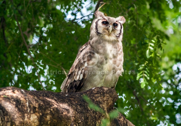 Verreaux's Eagle-Owl or Giant Eagle-Owl)