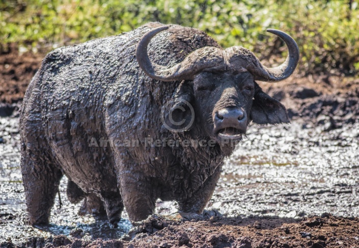 Muddy Buffalo Bull