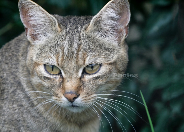 African Wild Cat Close-Up