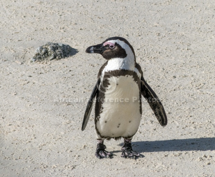 African Penguin