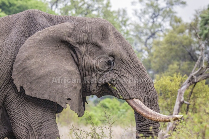 Elephant Feeding, Close-up