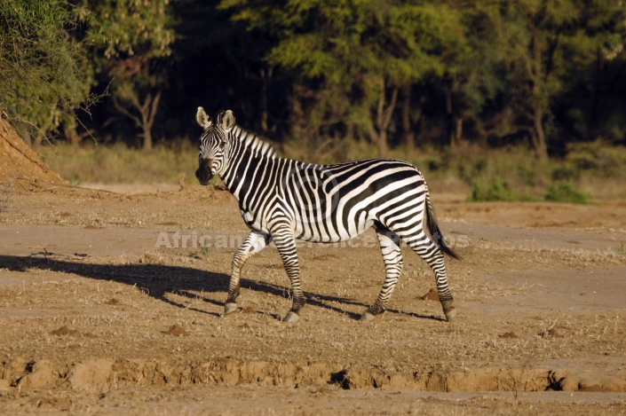 Zebra in Warm Light