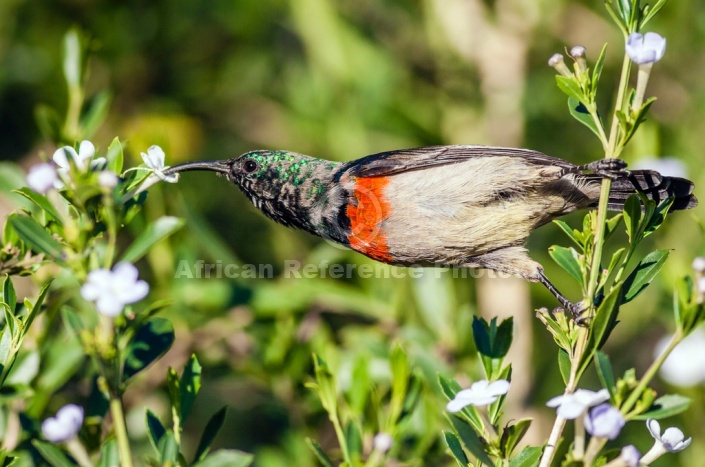 Southern Double-collared Sunbird Stretching to Feed