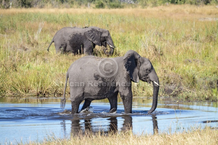 Elephant Walking in River Shallows