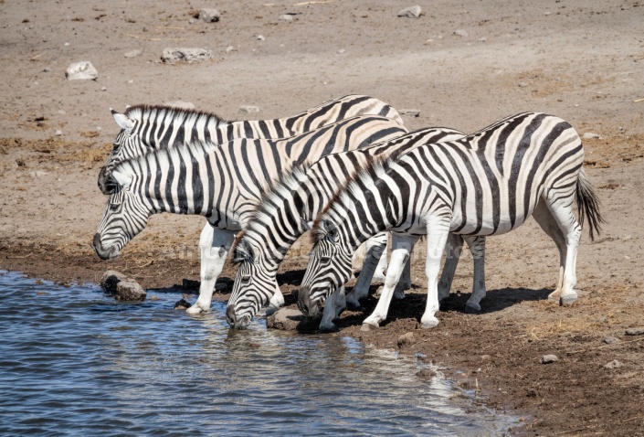 Zebra Foursome at Waterhole