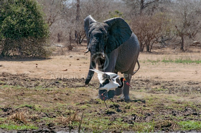 Elephant Chasing Stork