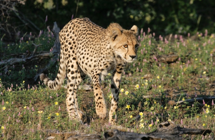 Young Cheetah SteppingThrough Summer flowers