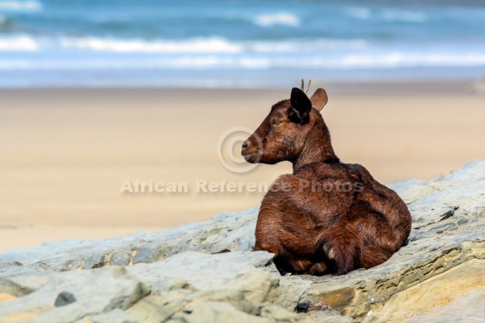Young Goat Seated on Rocks at Beach