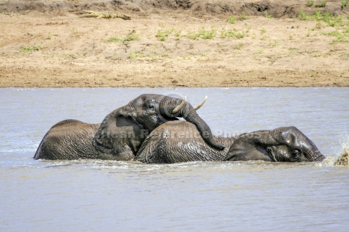 Elephant Pair Playing