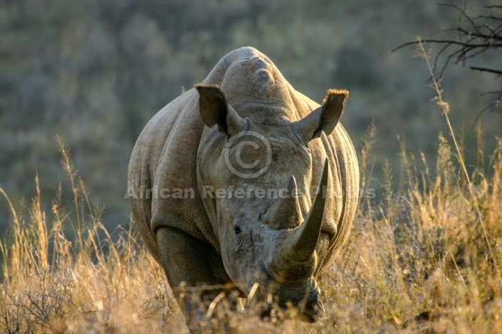 White Rhinoceros, Front-on View