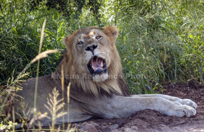 Lion Male Panting