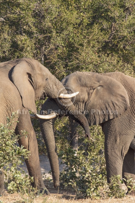 Elephants Clashing