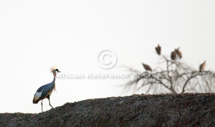 Grey Crowned Crane with Vultures