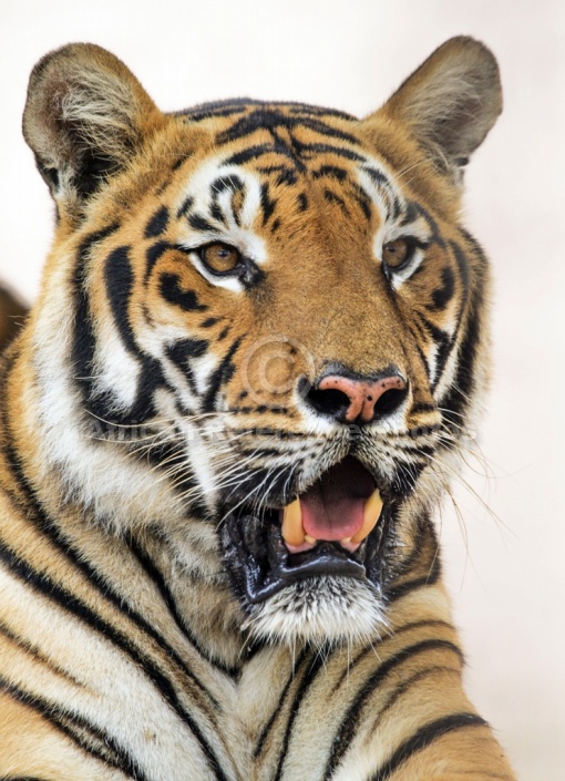 Bengal Tiger Head Shot