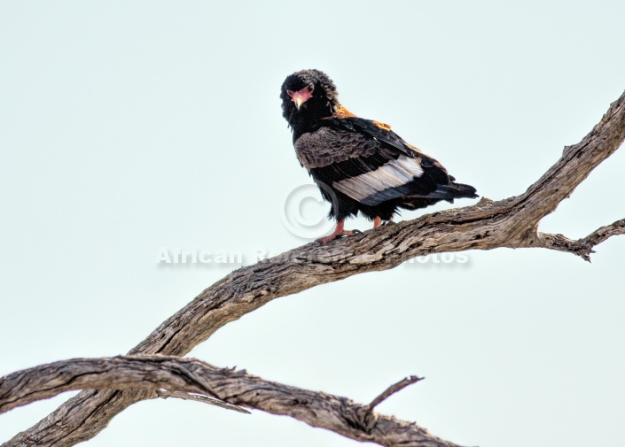 Bateleur Eagle