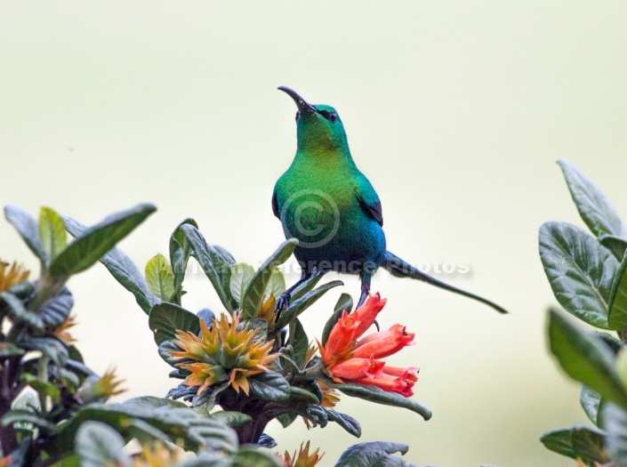 Malachite Sunbird on Wild Pomegranate