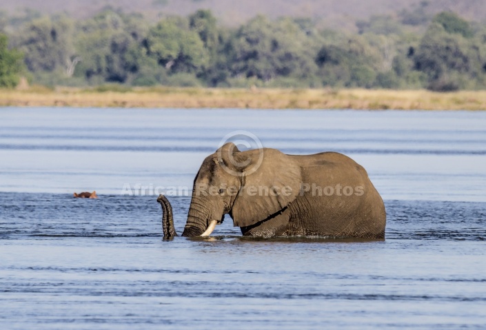 Elephant Wading through Deep Water