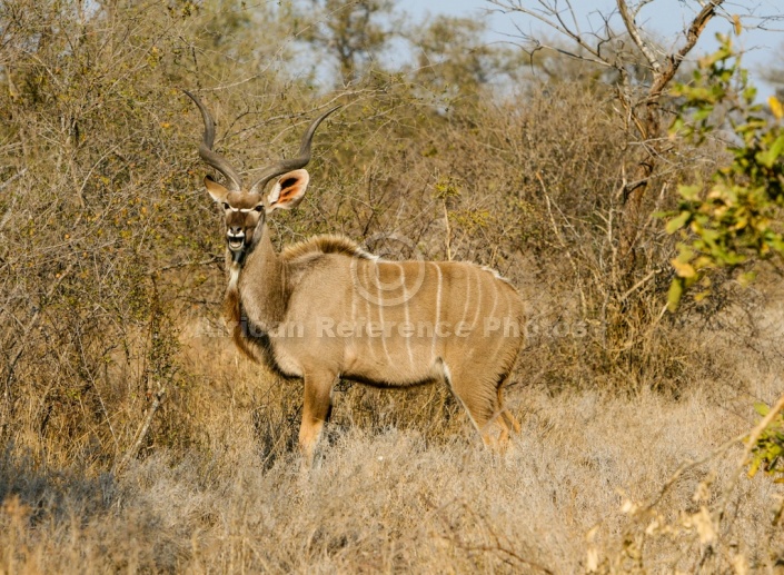 Kudu Bull