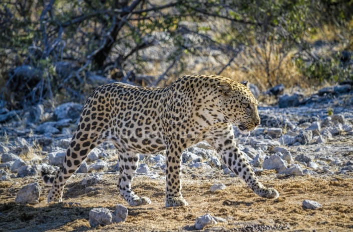 Leopard Male Walking