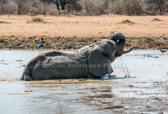 Elephant Taking Mud Bath