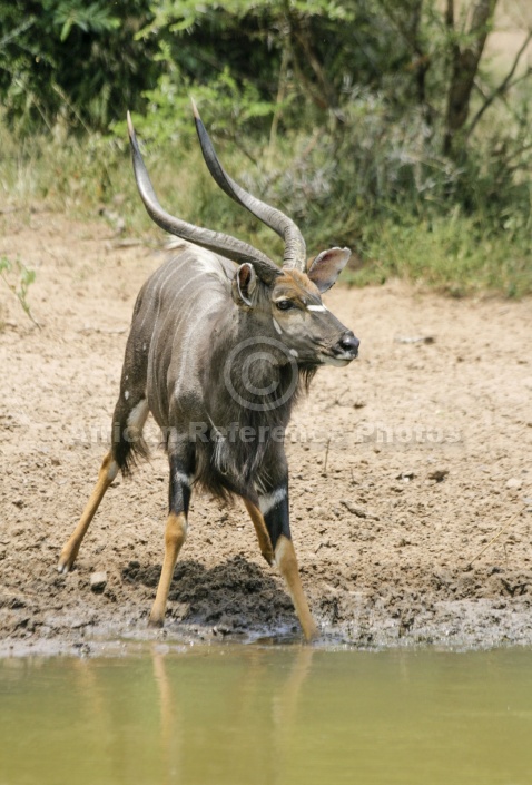 Nyala Male at Waterhole