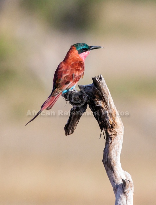 Carmine Bee-eater