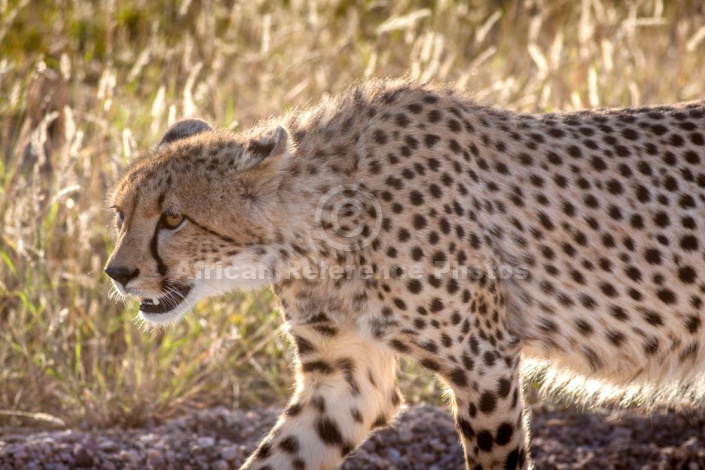 Cheetah Backlit, Head and Torso