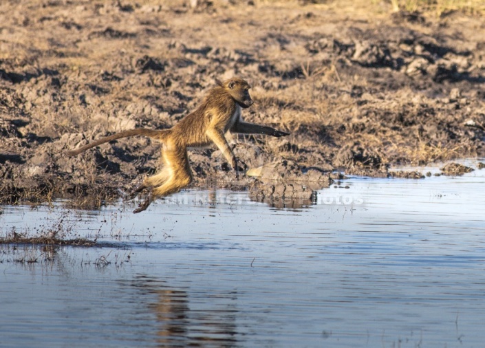 Chacma Baboon