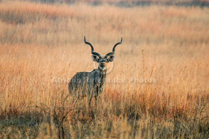 Kudu Bull in Golden Grassland