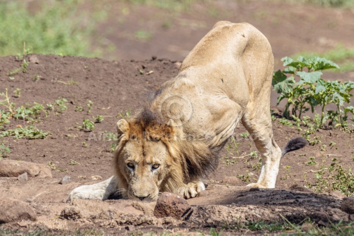 Lion Male at Waterhole