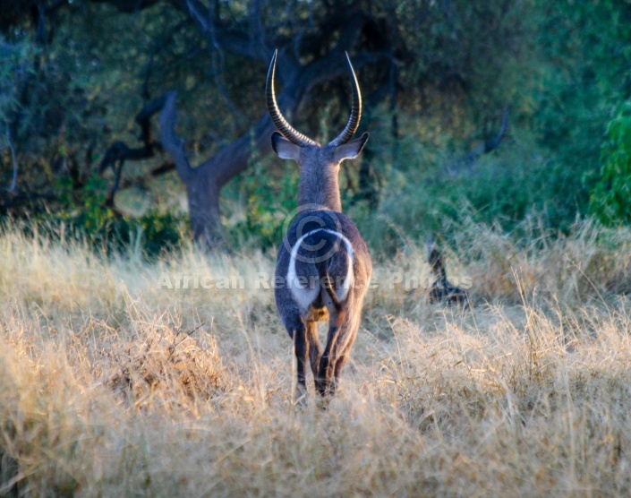 Waterbuck Male