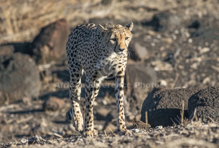 Cheetah