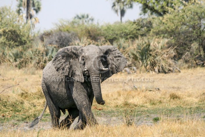 African Elephant Reference Photo