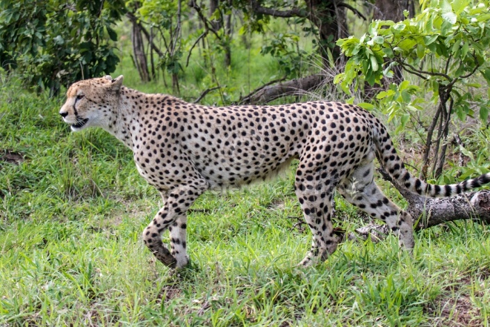 Cheetah Male Walking, Side-on View