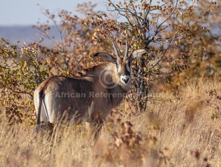 Roan Antelope