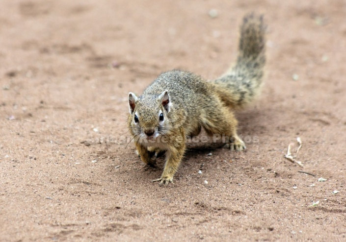 Tree Squirrel Reference Image