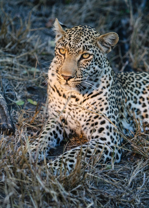 Leopard Close-up