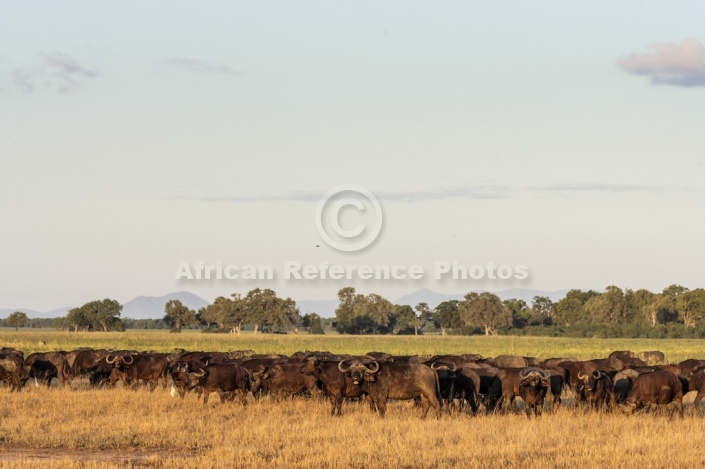 African Buffalo