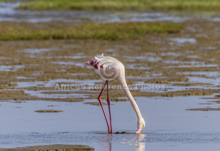 Greater Flamingo Feeding