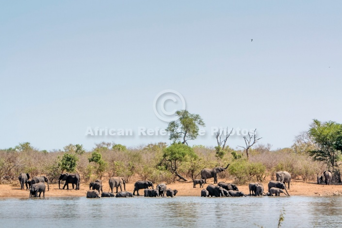Elephant Herd at Water's Edge