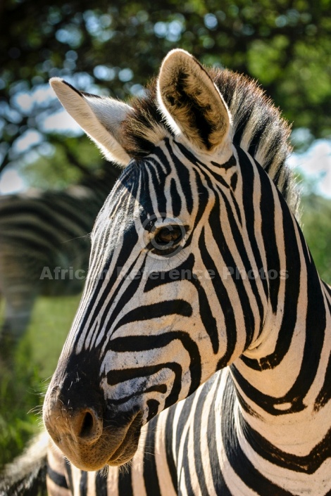 Zebra Portrait