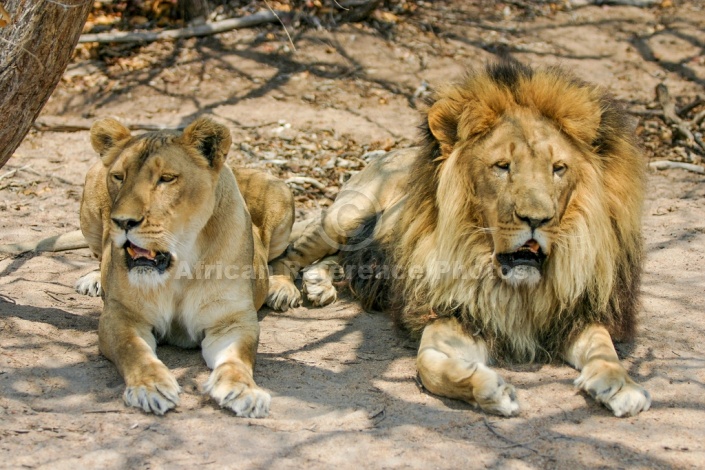Lion and Lioness, Front-on View