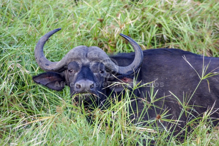 Buffalo Bull in Long Grass