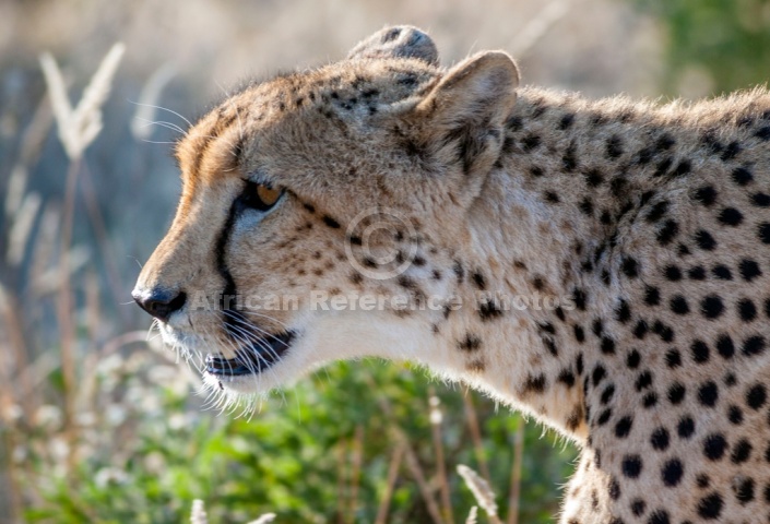Cheetah Adult, Close-up