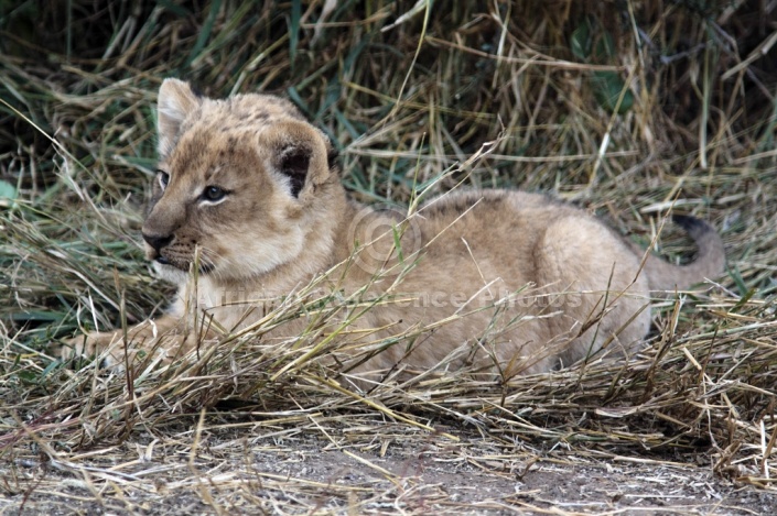 Lion Cub