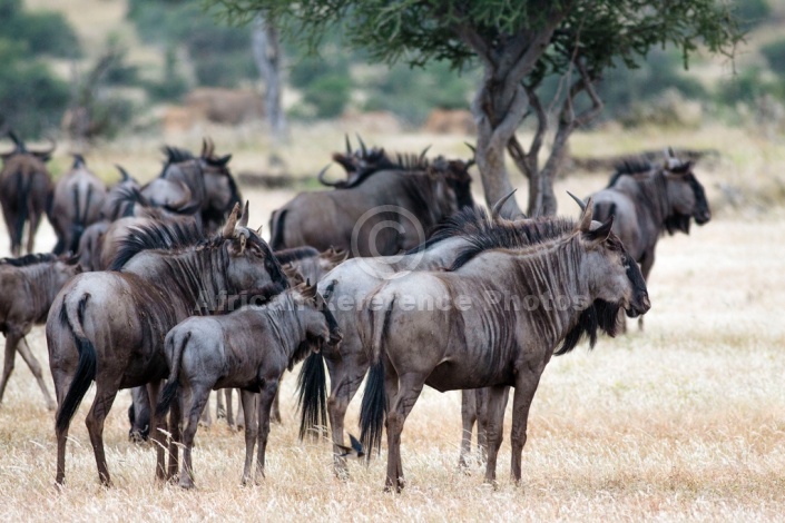 Small Blue Wildebeest Herd