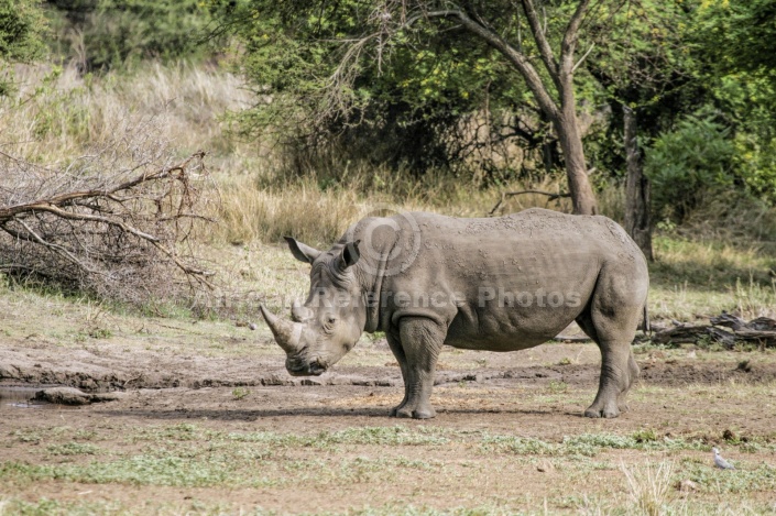 White Rhino Standing